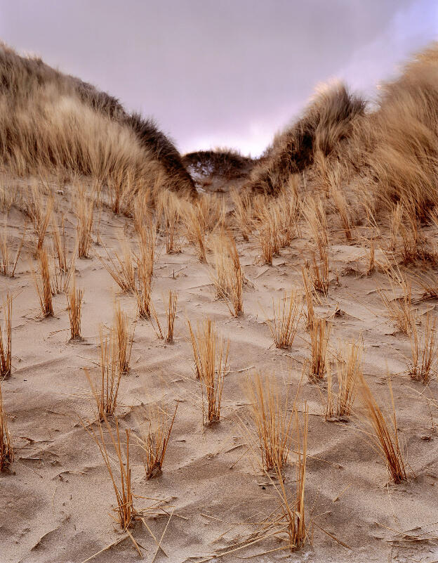 Coastal Dyke 3, 2006, C-print, 35 x 43.5