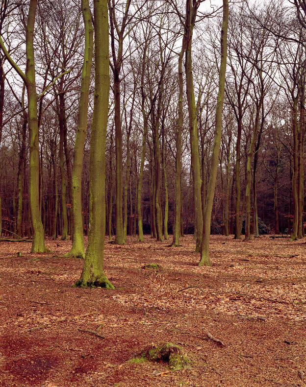 Hoge Veluwe, 2006, C-print, 35 x 43.5